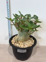 塊根植物 コーデックス 観葉植物 美株 メルカリ便 2026年最新】観葉植物 塊根植物・コーデックスの人気アイテム - メルカリ