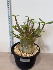 SLOW_PLANTS様専用 - メルカリ