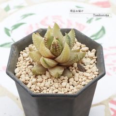 センペルビウム アラクノイデウム 錦 斑入り 超レア - メルカリ