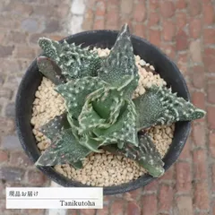 フォーカリア 獅子波 Lサイズ 現品 tk12-41 写真の子 多肉植物 多肉植物販売 フォーカリア通販 観葉植物 多年草 インテリア ビザールプランツ 庭 ガーデニング