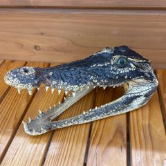 ma様専用【実物】ワニ頭骨 シャムワニ 頭骨標本 本物 ワニ 標本 美品