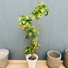 【再入荷】シェフレラ ウォルシー 上質な佇まい 曲がり 観葉 calm cafe 再入荷】シェフレラ ウォルシー 上質な佇まい 曲がり 観葉 calm cafe