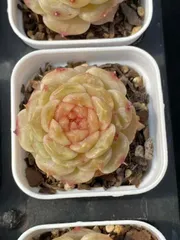 多肉植物　CY1041　イチマルイチマル　10株　抜き苗　第四種郵便で発送　エケベリア　セダム　アエオニウム　韓国苗　寄せ植え　詰め合わせ
