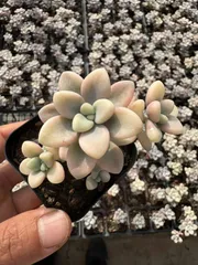 多肉植物　CY0252　アレンニシキ　10株　抜き苗　第四種郵便で発送　エケベリア　セダム　アエオニウム　韓国苗　寄せ植え　詰め合わせ