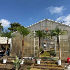 ココスヤシ　幹極太 ココスヤシ 幹極太 極上の品 シルバーリーフ 良形 - メルカリ