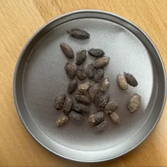 10粒種子 キフォステンマ・ウター・マクロプス Cyphostemma uter var.macropusのサムネイル
