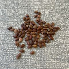 種子20粒」ボスウェリア・リバエBoswellia rivae - メルカリ