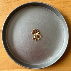 種子 100粒 ボスウェリア リバエ Boswellia rivae の種子 ボスウェリア・リヴァエの種 | あなたの庭のためのプレミアム品質の種