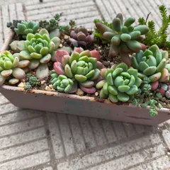 多肉植物寄植えセット