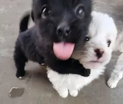 エコラブ アルバム 4 腸 まとめ売り