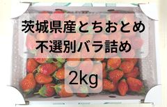 農家直送 とちおとめ 大粒いちご苗 5株セット - メルカリ
