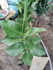 エアロ様専用クンサラ２ショド2