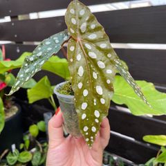 モノドラカンアオイ 極 - メルカリ