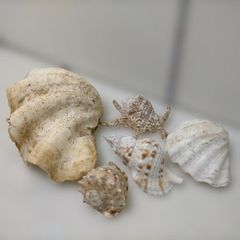シャコガイ 天然貝殻 貝殻セット 観賞用 マリンインテリア 海 貝 シャコガイ 天然貝殻 貝殻セット 観賞用 マリンインテリア 海 貝