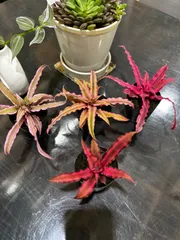 クリプタンサス　２号　４ヶセット販売　アナナス　エアープランツ　観葉植物　インテリア　グリーン　ピンク　オシャレ　可愛いのサムネイル