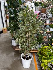 2] 斑入り ガジュマル 白斑 5号鉢 鉢底から全長約77cm 横幅約45cm