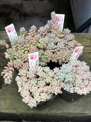 ななてて様専用　ご注文おまとめ4つ　現品