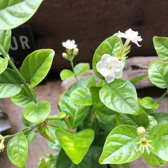 ポットごと♡アラビアンジャスミン♡3.5号♡マツリカ♡茉莉花♡ジャスミンティーに♡
