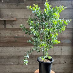 クッソニア スピカータ 7号 大型観葉植物 - メルカリ