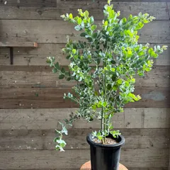 ポットごと♡８号サイズ♡パールアカシア♡シンボルツリーに♡大苗♡アカシア♡ガーデニング