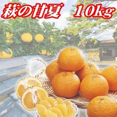 甘夏みかん 紅甘夏みかん 甘夏 木成り完熟農薬不使用箱重さ込み10kg 
