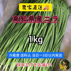 5月予約発送】茨城県産 油麦菜 1kg 水耕栽培 - メルカリ