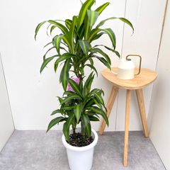 ドラセナ・サンデリアーナ ゴールド 7号 高さ約110cm 観葉植物 大型