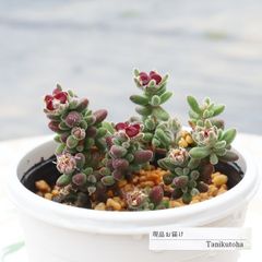 ☆古都の葉さん苗 ミモザブーケ 札付き☆ - メルカリ