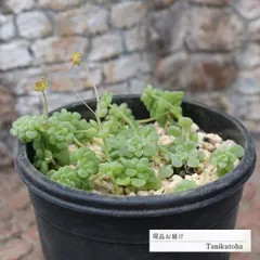 多肉植物 モナンテス ブラキカウロン 現品 tk12-54 写真の子 多肉植物通販 モナンテス通販 観葉植物 インテリアプランツ つぶつぶ アイスプラント 室内植物