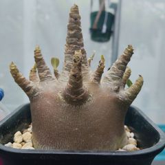 アデニウム Black Sheep 黒花 開花中・蕾 塊根植物 5号 約45cm - メルカリ