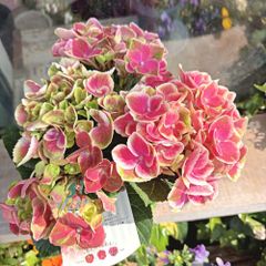 紫陽花ハイドランジア タグ付き正規 ストロングハート苗スクロール社