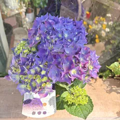 【深みある紫花】アジサイ ディープパープル 4号鉢 ／ 落葉低木 庭植え 鉢植え ドライフラワー にも