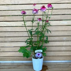 【ぱるる様専用】① ラナンキュラス ラックス ジュピター 2ポットセット