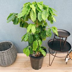 コーヒーの木 2 ファイバー鉢 お皿付き - メルカリ