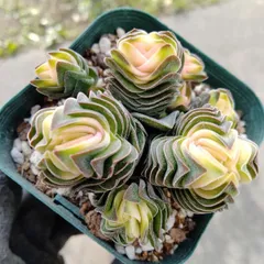 キムナッキー　多肉植物