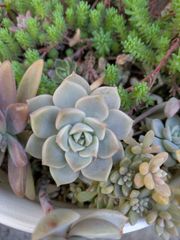 多肉植物 ❁ 子持ち蓮華錦『鏡花』 ❁ オロスタキス⑰ - メルカリ
