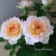 レア切花バラ苗 セントピーターズパーク - メルカリ