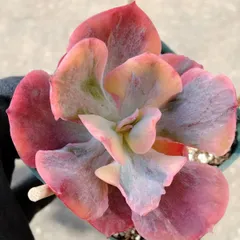 ハリーバターフィールド錦　多肉植物