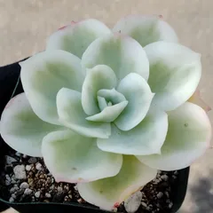 レモンローズ錦　多肉植物