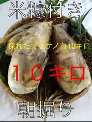 2026年5月1日採取 乾燥カワラタケ 700グラム 福岡県田舎地方にて採取