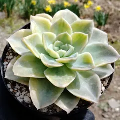 ハリーワトソン錦　多肉植物