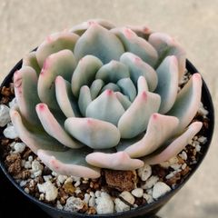 アリエル錦 多肉植物 - メルカリ