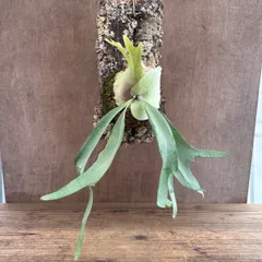 コウモリラン ウィリンキー コルク付 ② 現品 Platycerium willinckii　ビカクシダ 麋角羊歯 ナガバビカクシダ ウイリンキー  コウモリラン  観葉植物 観葉 植物 レア 希少 ハンギング シダ植物 着生シダ グリーン アートプランツ