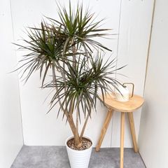64【ドラセナ・コンシンネ 約160cm】超大型観葉植物｜ - メルカリ