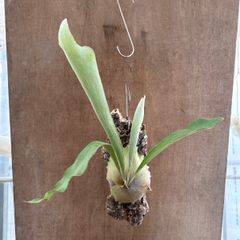 確認用ドワーフタツタ dwarf tatsuta ビカクシダ 胞子培養株13 確認用ドワーフタツタ dwarf tatsuta ビカクシダ 胞子培養株13 確認用