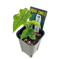 2026年最新】alocasia jacklynの人気アイテム - メルカリ