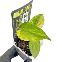 光触媒 人工観葉植物 オーガスタ ストレッチア極楽鳥2輪付きabcg