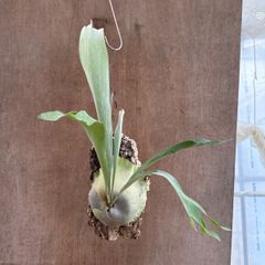 Platycerium veitchii wild AUS No.8 oc - メルカリ