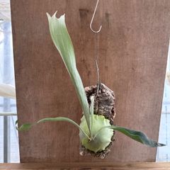 platycerium .sp【majus mix】from法花園 - メルカリ