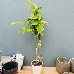 現品］95番 フィカス アルテシマ 8号 観葉植物 室内 大型 ゴムの木 斑